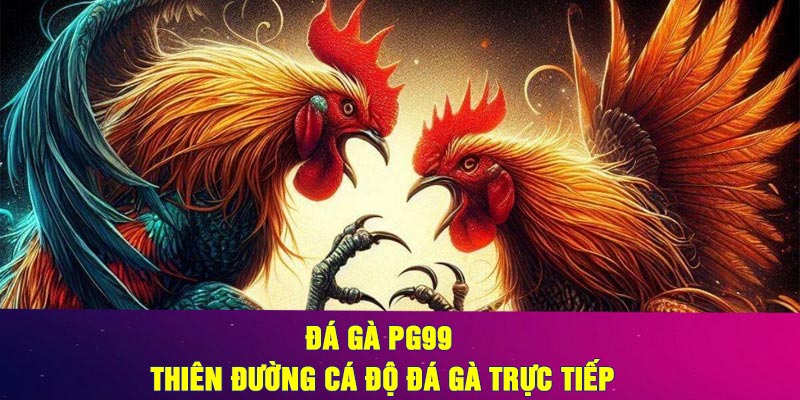 Đá Gà PG99 – Thiên Đường Cá Độ Đá Gà Trực Tiếp