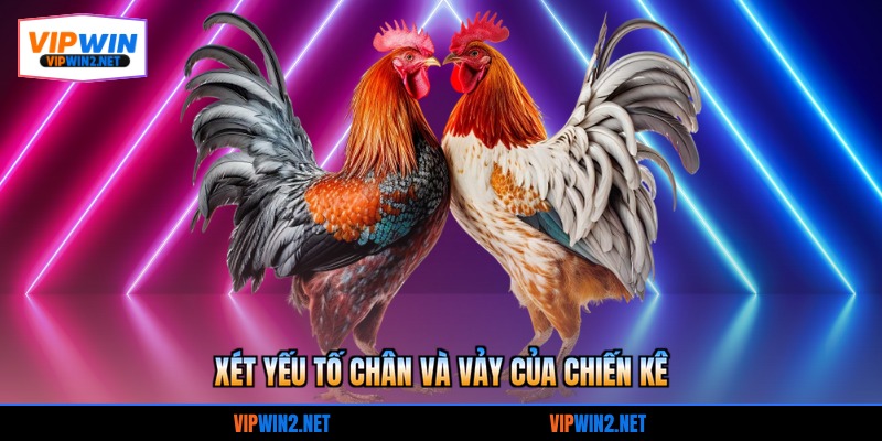 Xét yếu tố chân và vảy của chiến kê